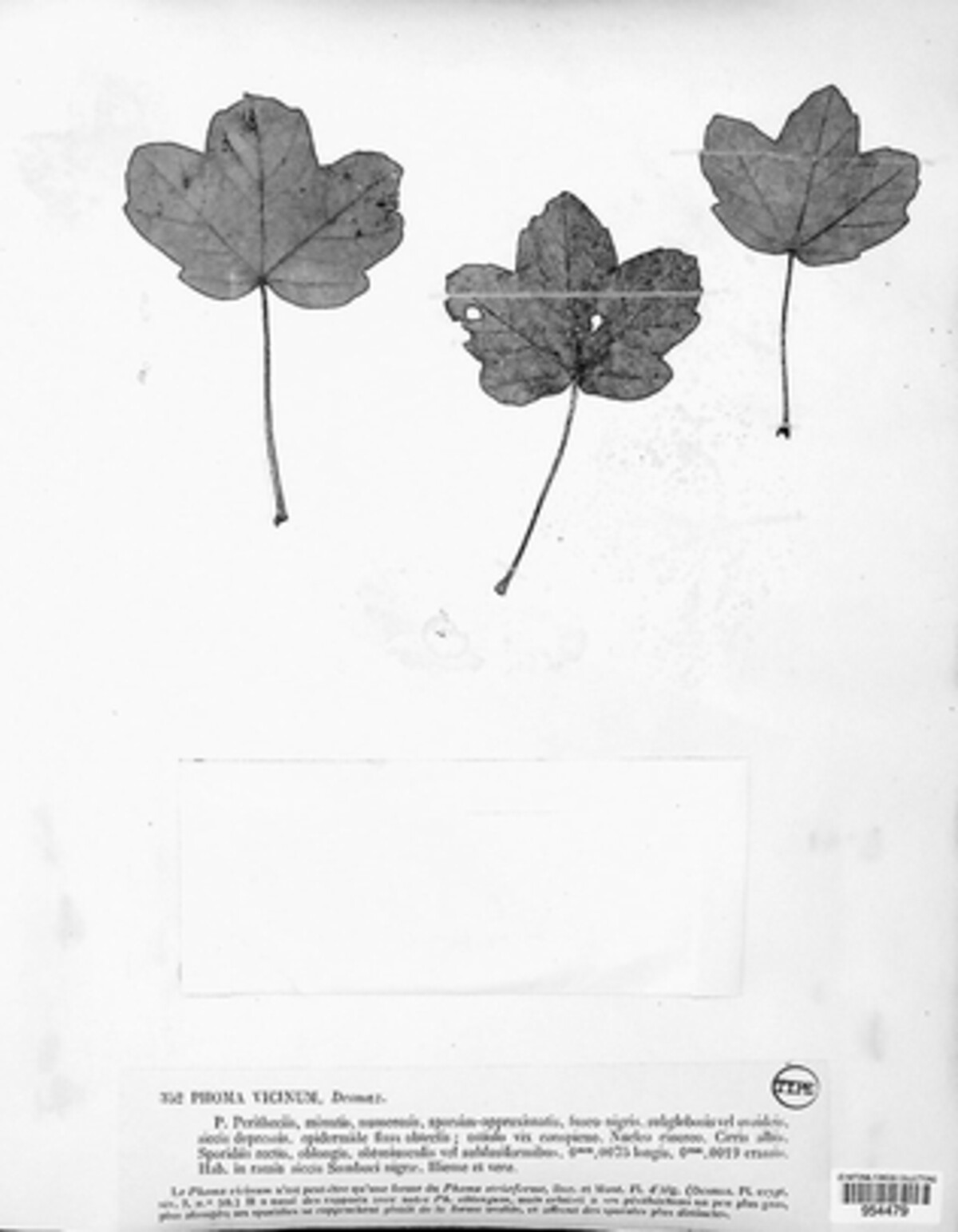 Phomopsis vicina image